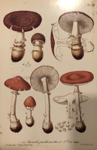 Mushrooms collection on the old postcard, Poland, Europe
