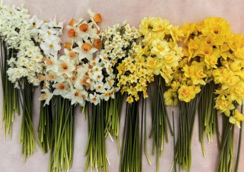 Bouquet of daffodils and narcissus flowers.