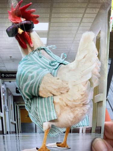 Rooster in a hat and a green apron at a market
