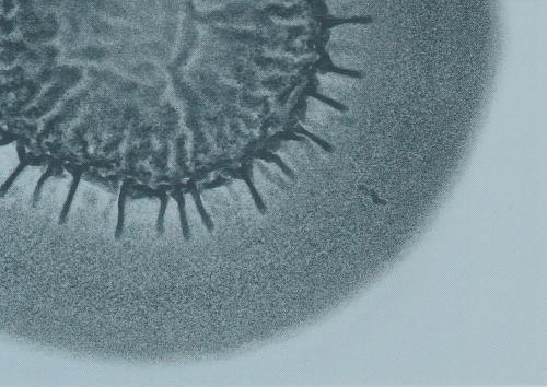 Microscopic view of bacterial cell under microscope. Microscopic view of bacteria under microscope.