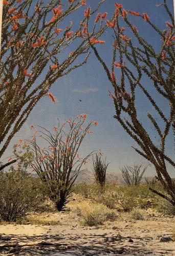 Cactuses in the Mojave Desert, California, USA.