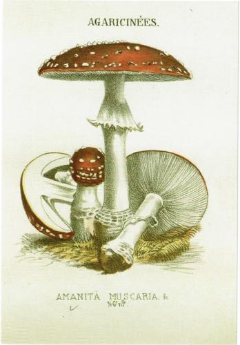 Amanita muscaria - vintage engraved illustration. From a mid-19th century Encyclopaedia.