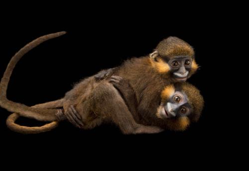 Cute little baby monkey isolated on a black background. Studio shot.
