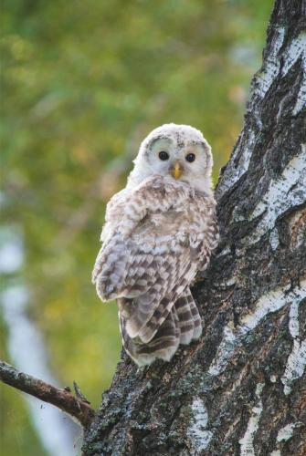 Tawny Owl (Strix aluco) on a tree