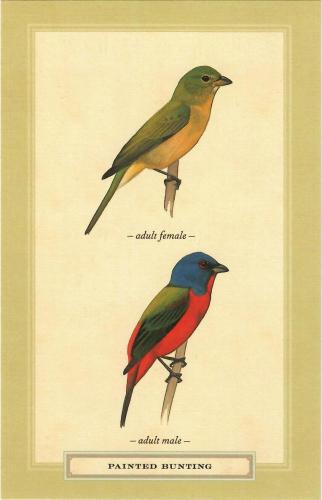Vintage postcard with a bird on a branch. Vector illustration.