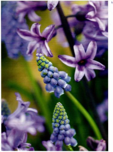 Blue hyacinths on a background of green leaves. Spring